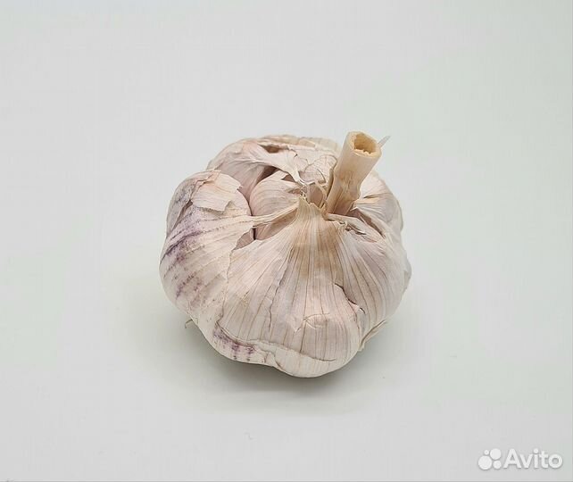 Чеснок яровой оптом