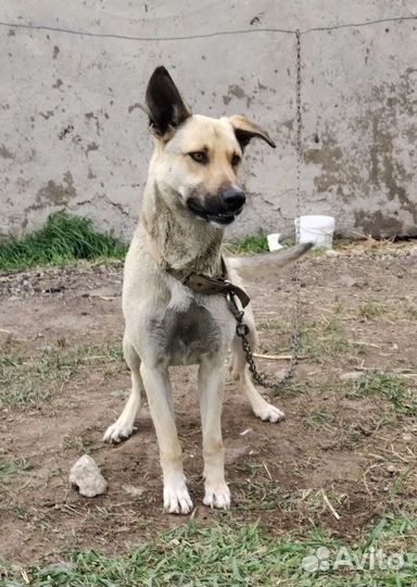 Степушка ищет дом