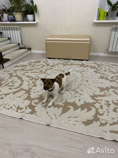 Вязка джек рассел терьер
