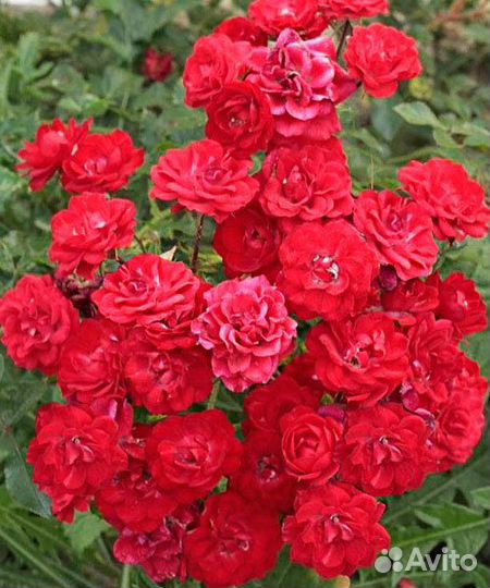 Саженцы розы ред фейри