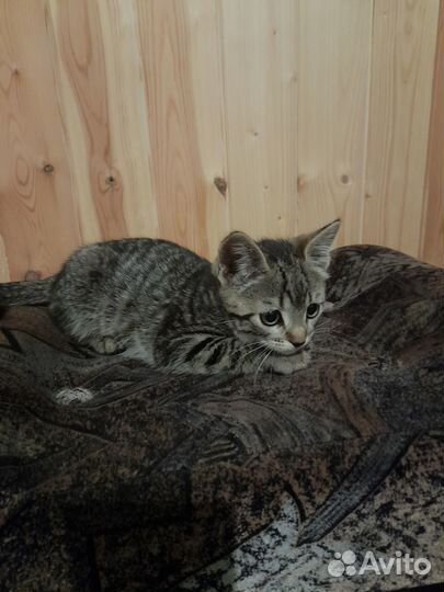 Очаровательные котята