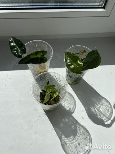 Алоказия полли