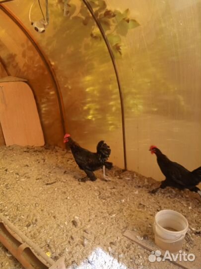 Петухи разных парод