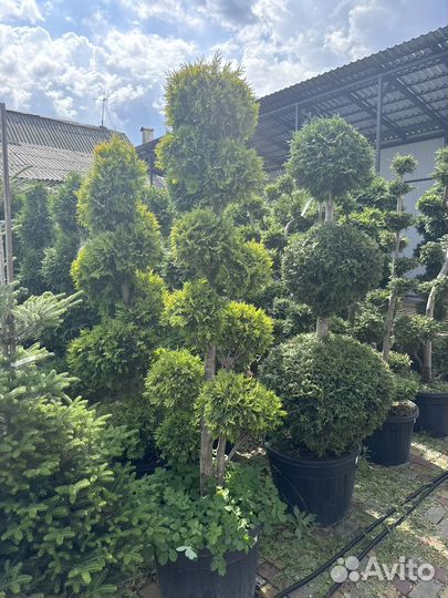 Бонсайчики разные в осартименте