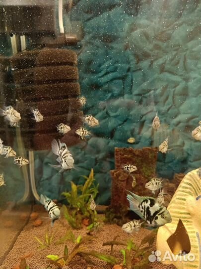 Аквариумные рыбки