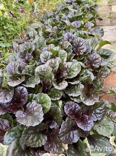 Живучка ползучая