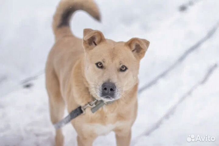 Собака из приюта в добрые руки