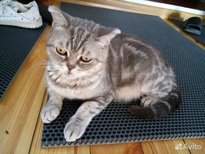 Отдам котенка британца