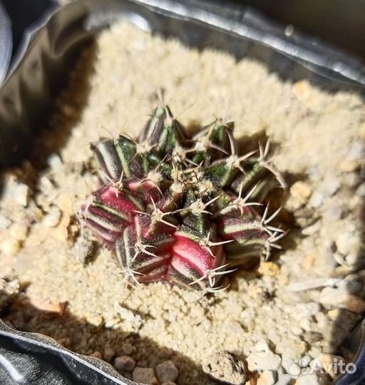 Кактус гимнокалициум вариегатный