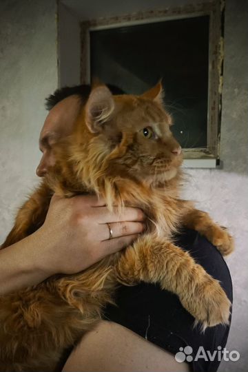 Кот Мейн кун