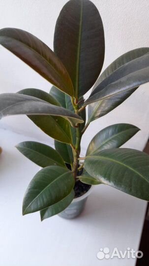 Цветок декоративный