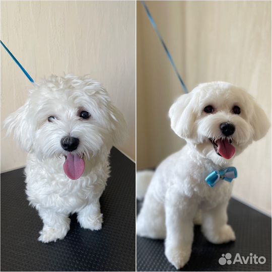 Груминг. выезд на дом