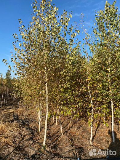Берёза белая крупномер с комом