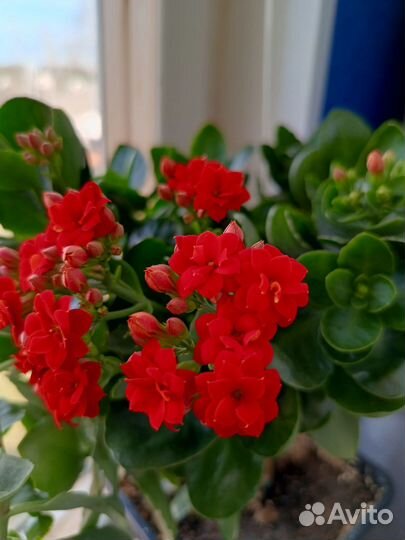 Комнатные цветы