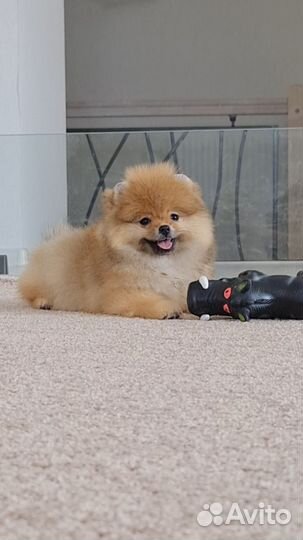 Кукольная девочка 3 месяца с видео