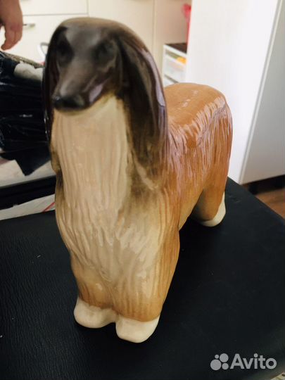 Афганская борзая лфз