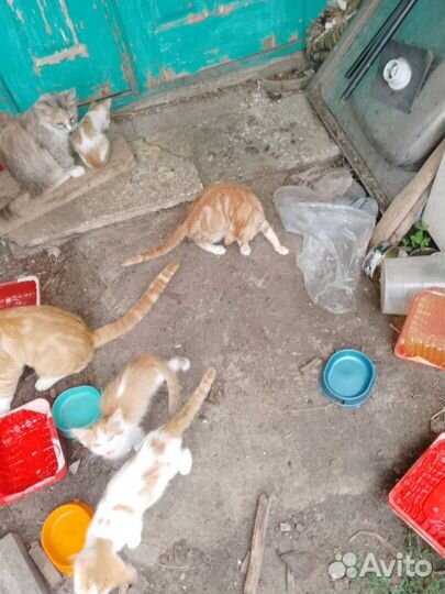 Котята в добрые руки мальчики и девочки