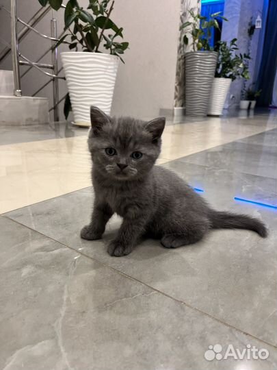 Шотландские котята