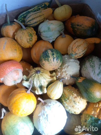 Тыква декоративная