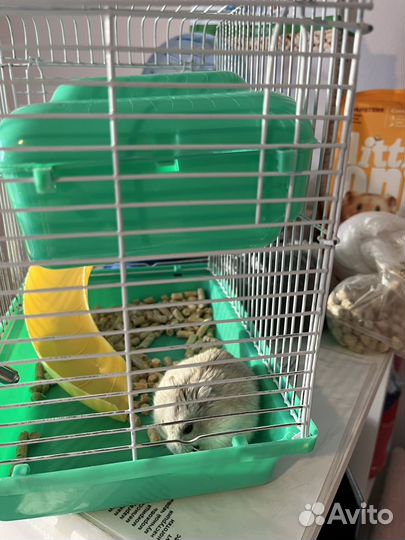 Джунгарский хомяк с клеткой шар корм поильник