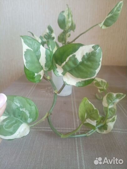 Эпипремнум Н джой