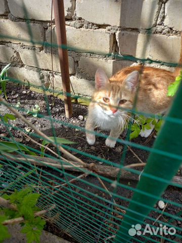 Рыжее солнышко в добрые руки