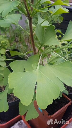 Гинкго двулопастный. Деревья (20 штук). 6 лет