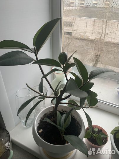 Комнатные цветы