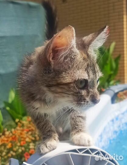 Кошечка- ласкуша 3 мес