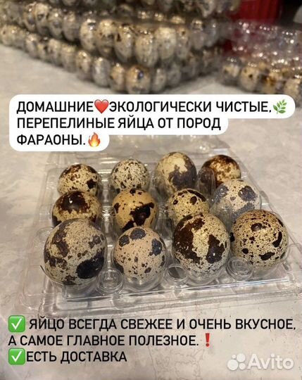 Яйца перепелиные домашние