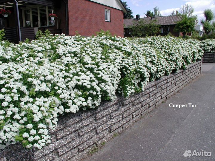 Спирея в ассортименте