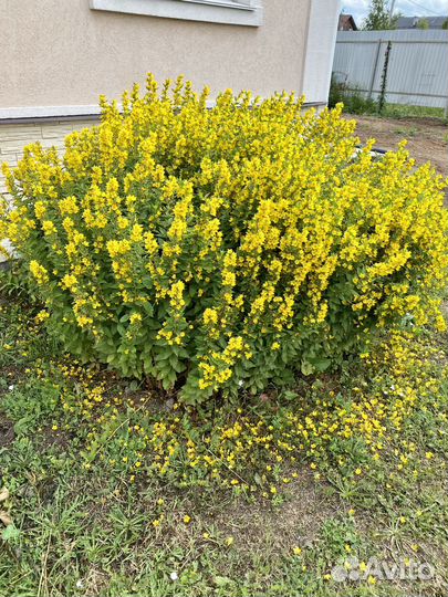 Вербейник точечный