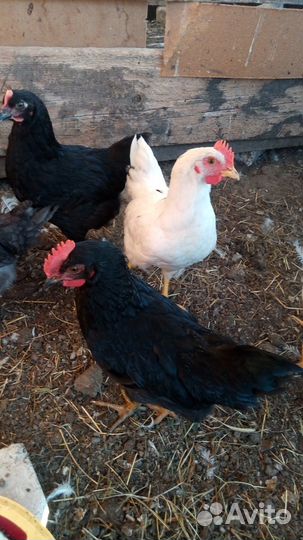 Молодые петухи