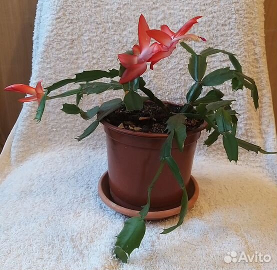 Декабрист шлюмбергера лососевый