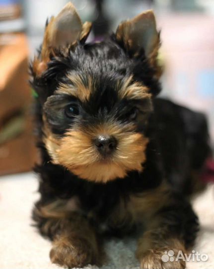 Симпатичные мальчишки йорки