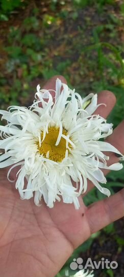 Невянник Махровый, Маргаритки