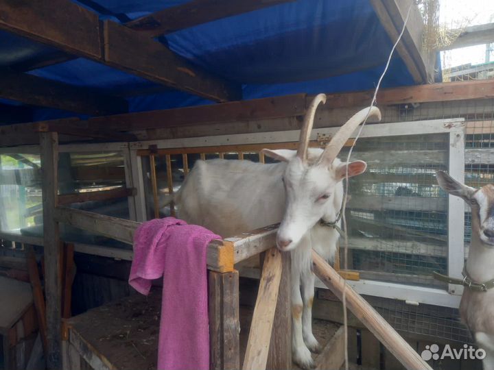 Коза на мясо