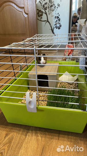 Морская свинка