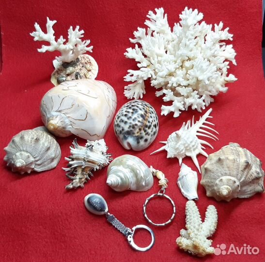 Морские ракушки и кораллы