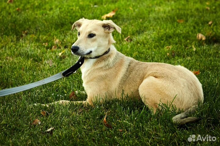 Стефания в дар