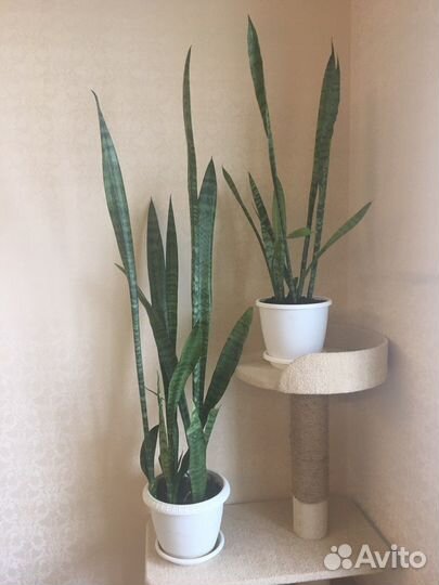 Сансевиерия