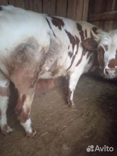 Продам телку