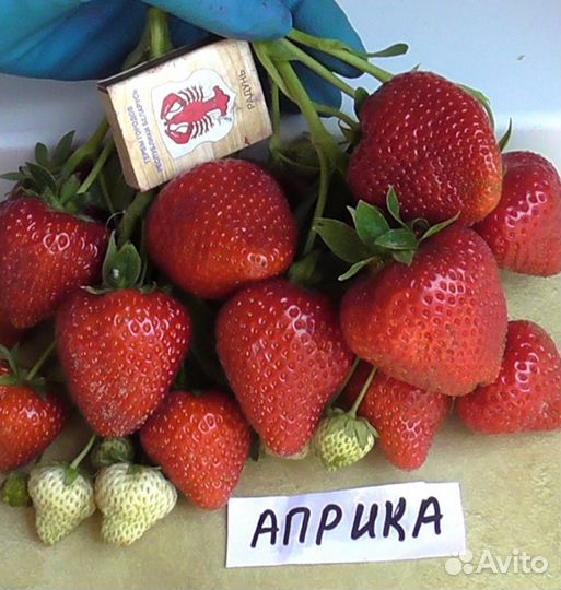 Клубника сорт Априка