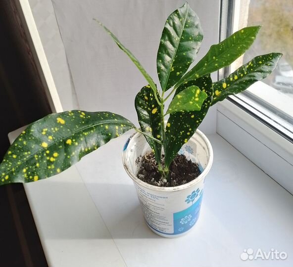 Продам комнатное растение