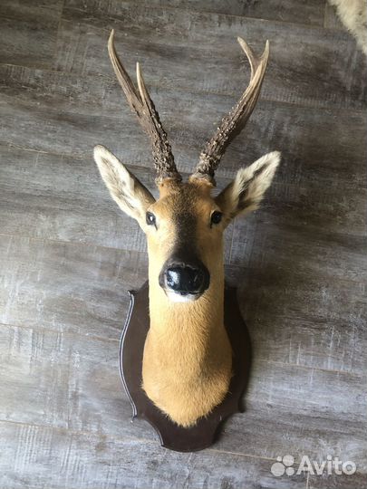 Чучело диких животных