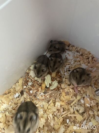 Джунгарские хомячки