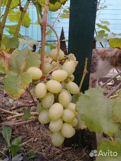 Саженцы раннего винограда, грецкого ореха
