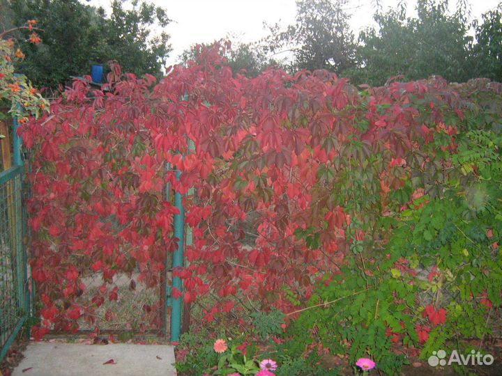 Лианы для вашего сада