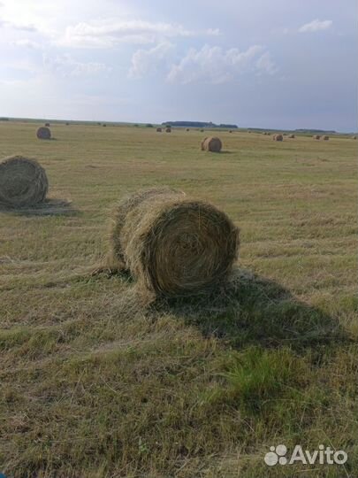 Сено в рулонах