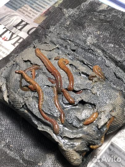 Лиманный червь. Нереис